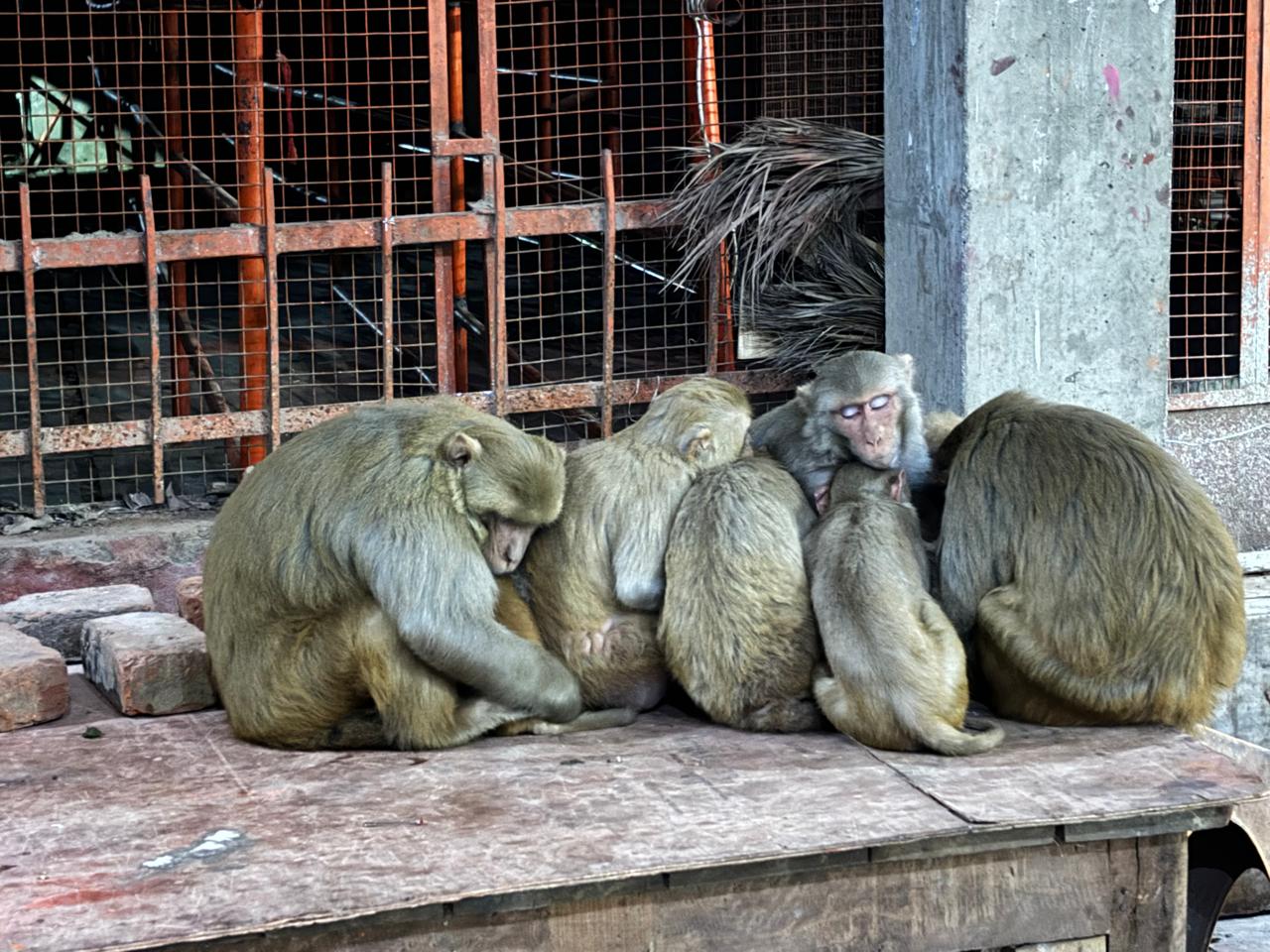 Vanar Seva